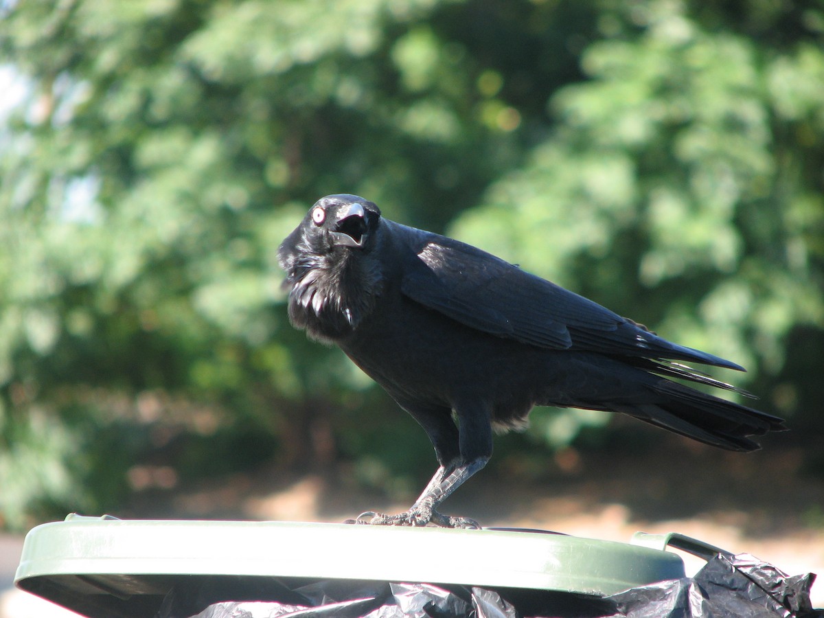 Australian Raven - Matt Hinze