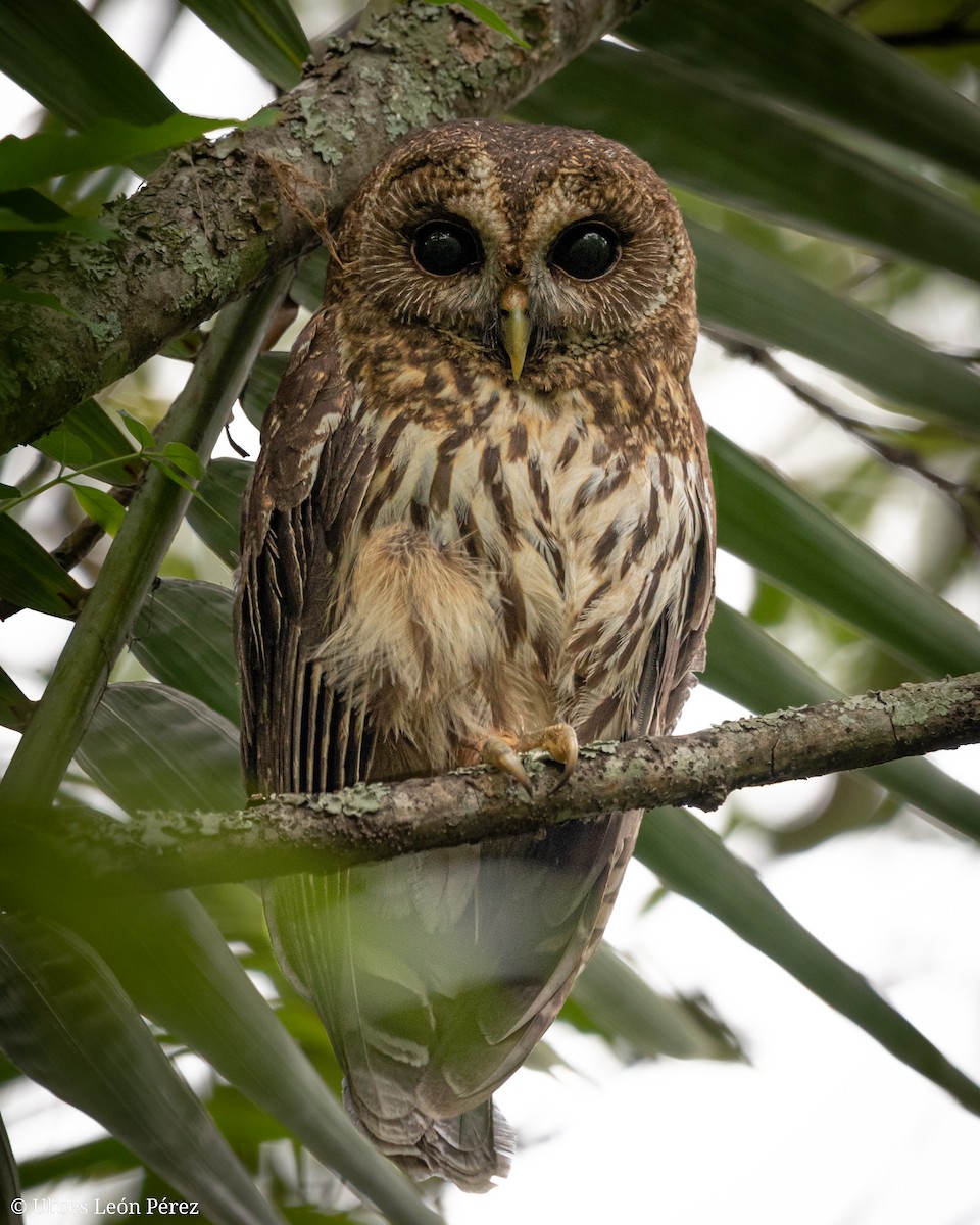 Mottled Owl - Ulises León Pérez