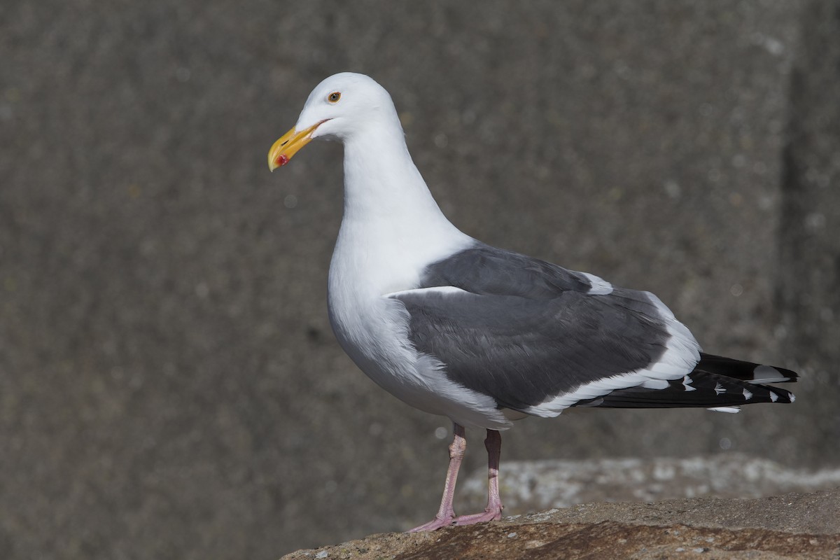 eBird Checklist - 14 Mar 2016 - Morro Rock - 5 species
