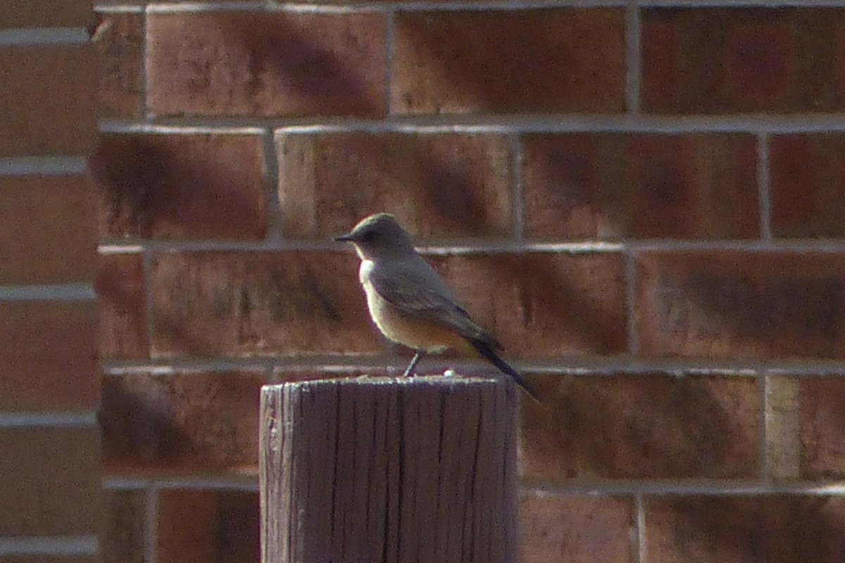 Say's Phoebe - ML55099951