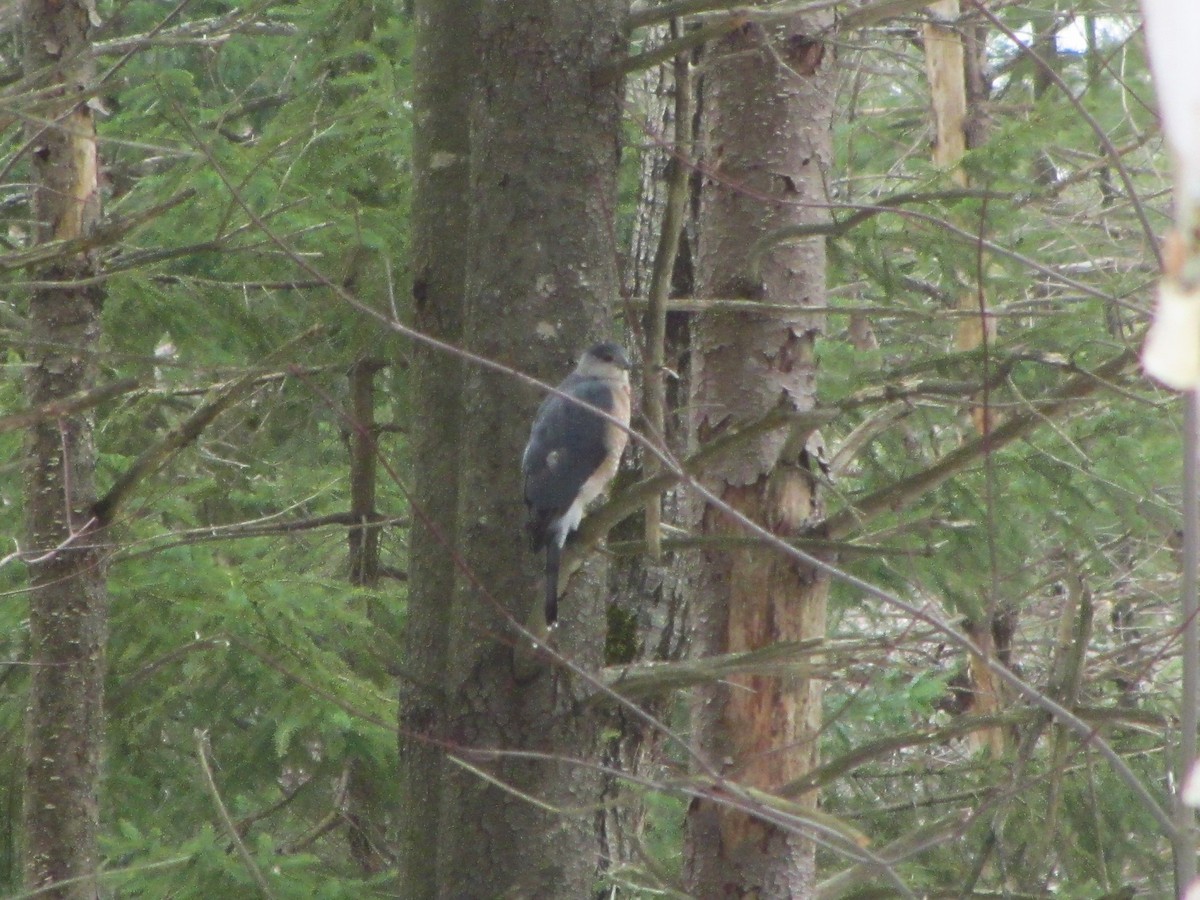 Cooper's Hawk - ML551002211