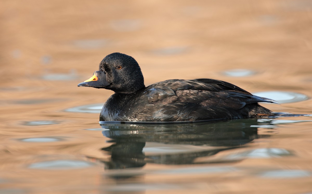 Common Scoter - ML551002281