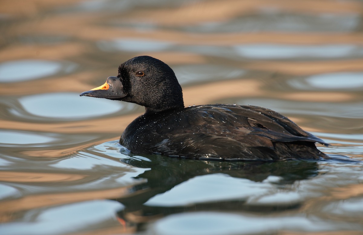 Common Scoter - ML551002291