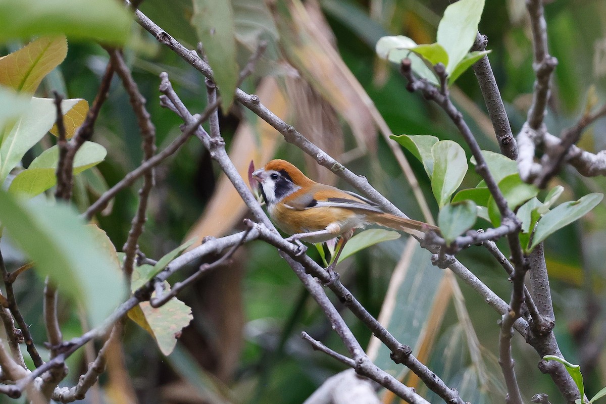 Black-throated Parrotbill (Black-eared) - ML551002351