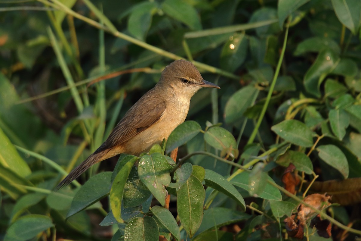 Clamorous Reed Warbler - ML551002731