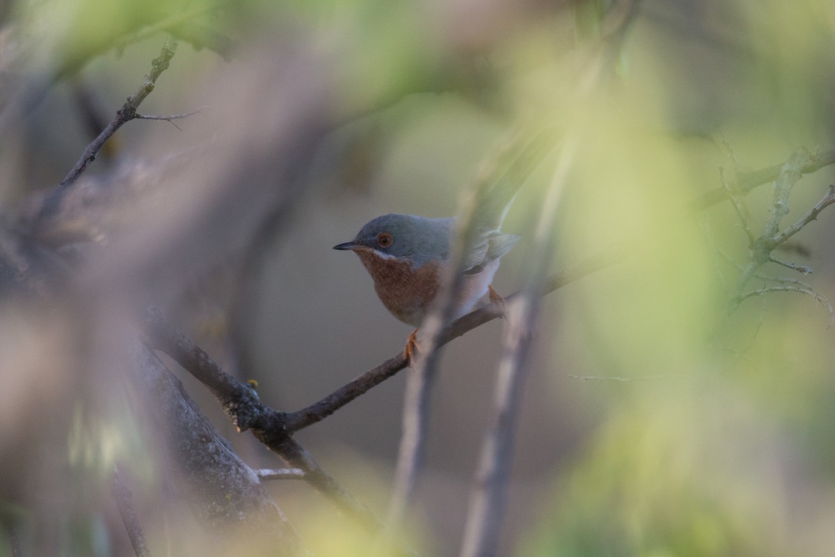 Western Subalpine Warbler - ML551003201