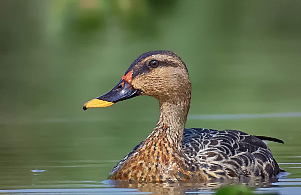 Indian Spot-billed Duck - ML551003411