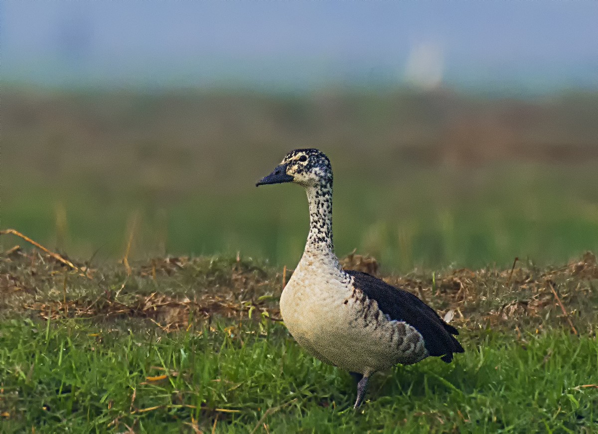 Canard à bosse - ML551003921