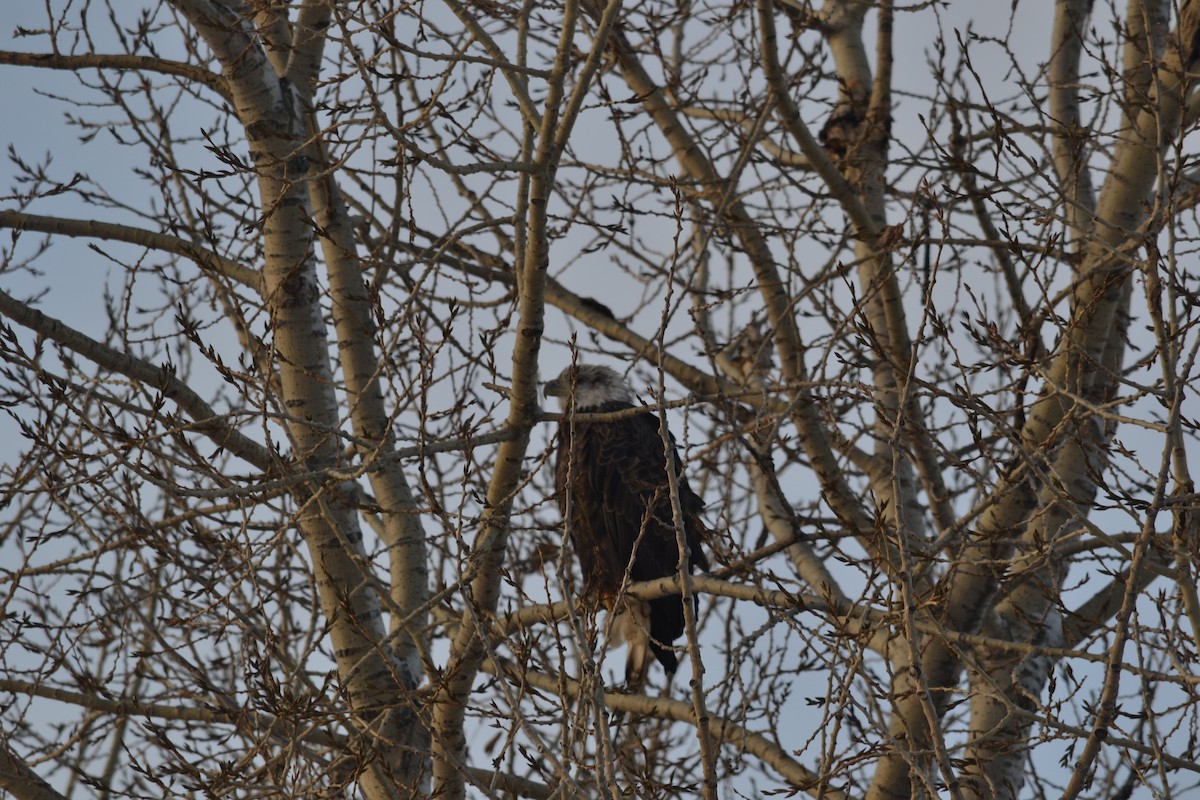 Bald Eagle - ML551004461