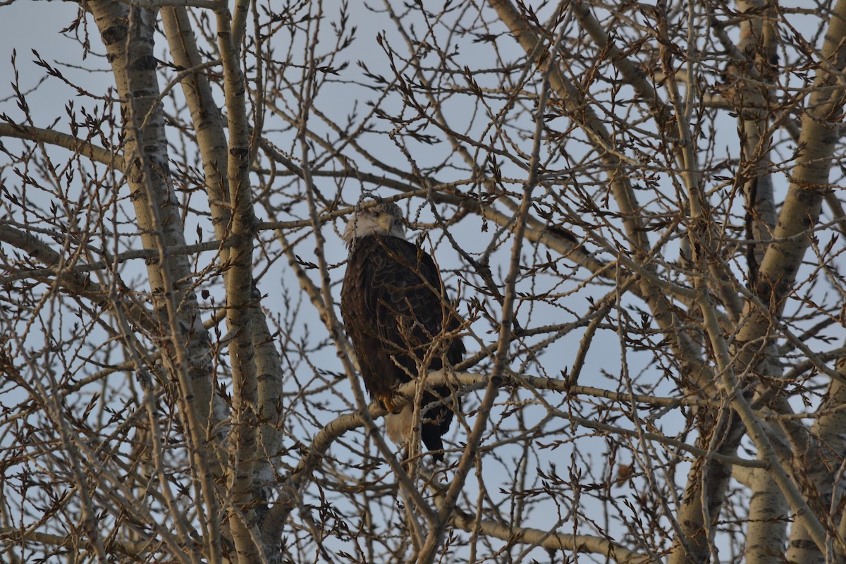 Bald Eagle - ML551004471