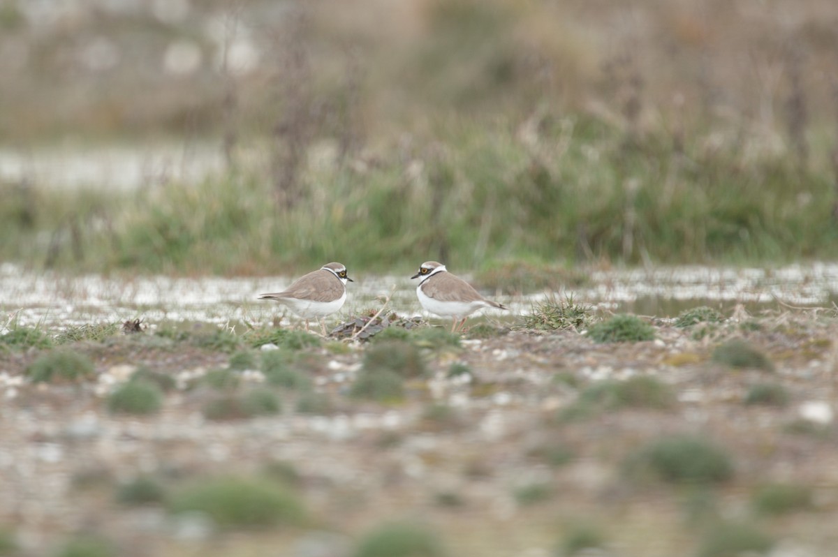 Little Ringed Plover - ML551004711