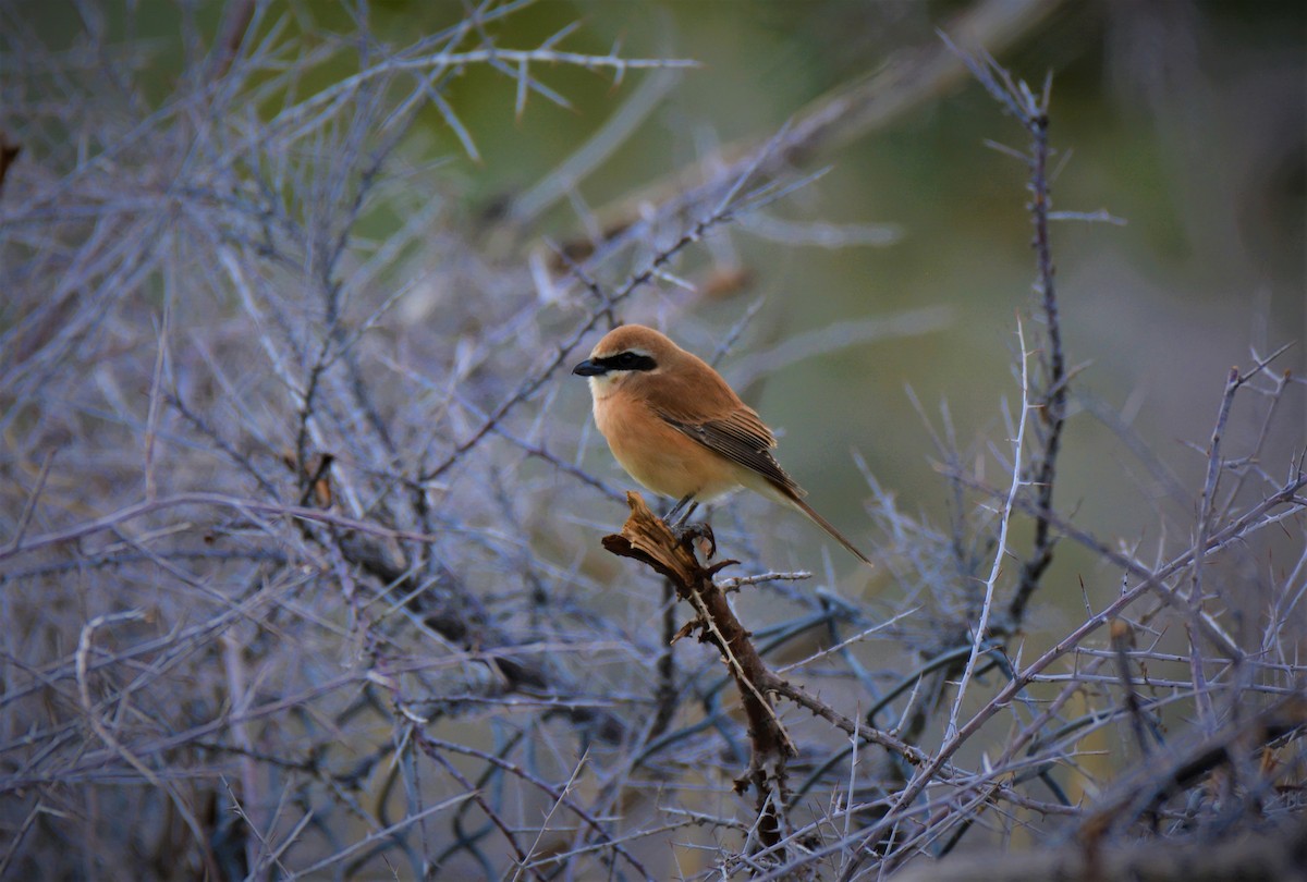 Brown Shrike - ML551005371