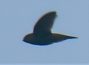 Brown-backed Needletail - Mohanan Choron