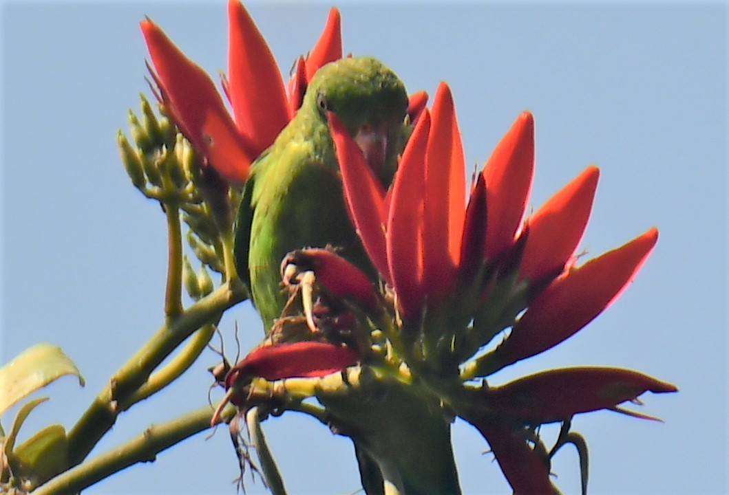 Vernal Hanging-Parrot - ML551005811