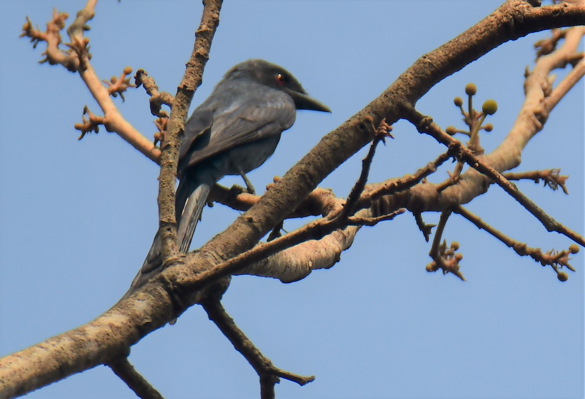 drongo kouřový - ML551006241