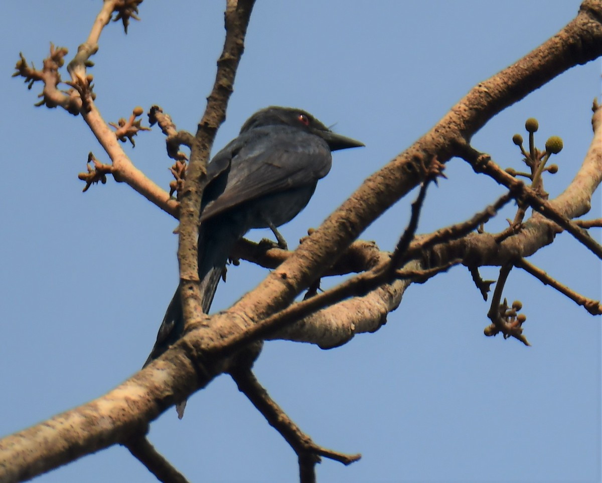 Kül Rengi Drongo - ML551006331