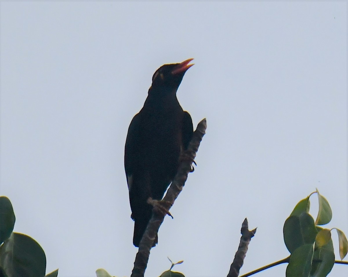 Southern Hill Myna - ML551006501