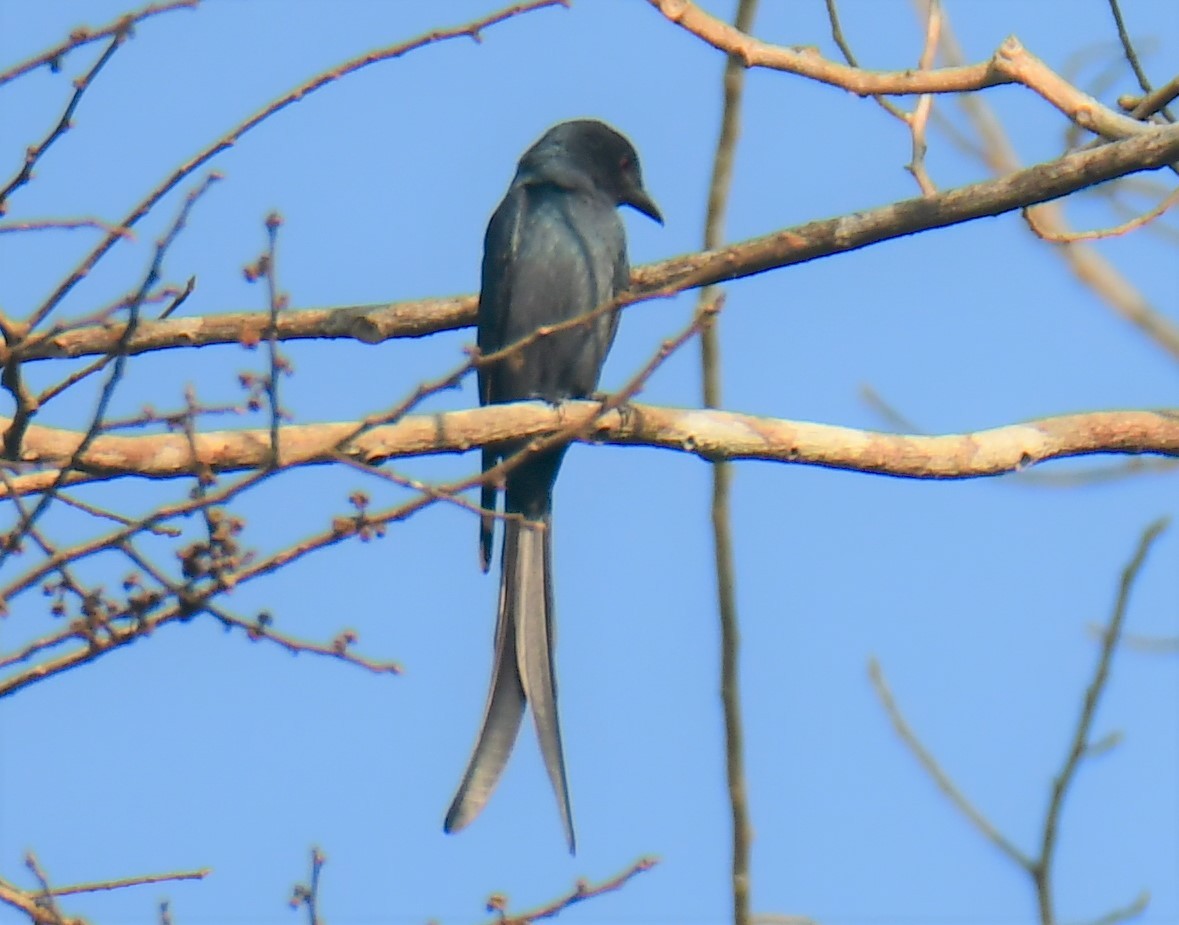 Kül Rengi Drongo - ML551006731