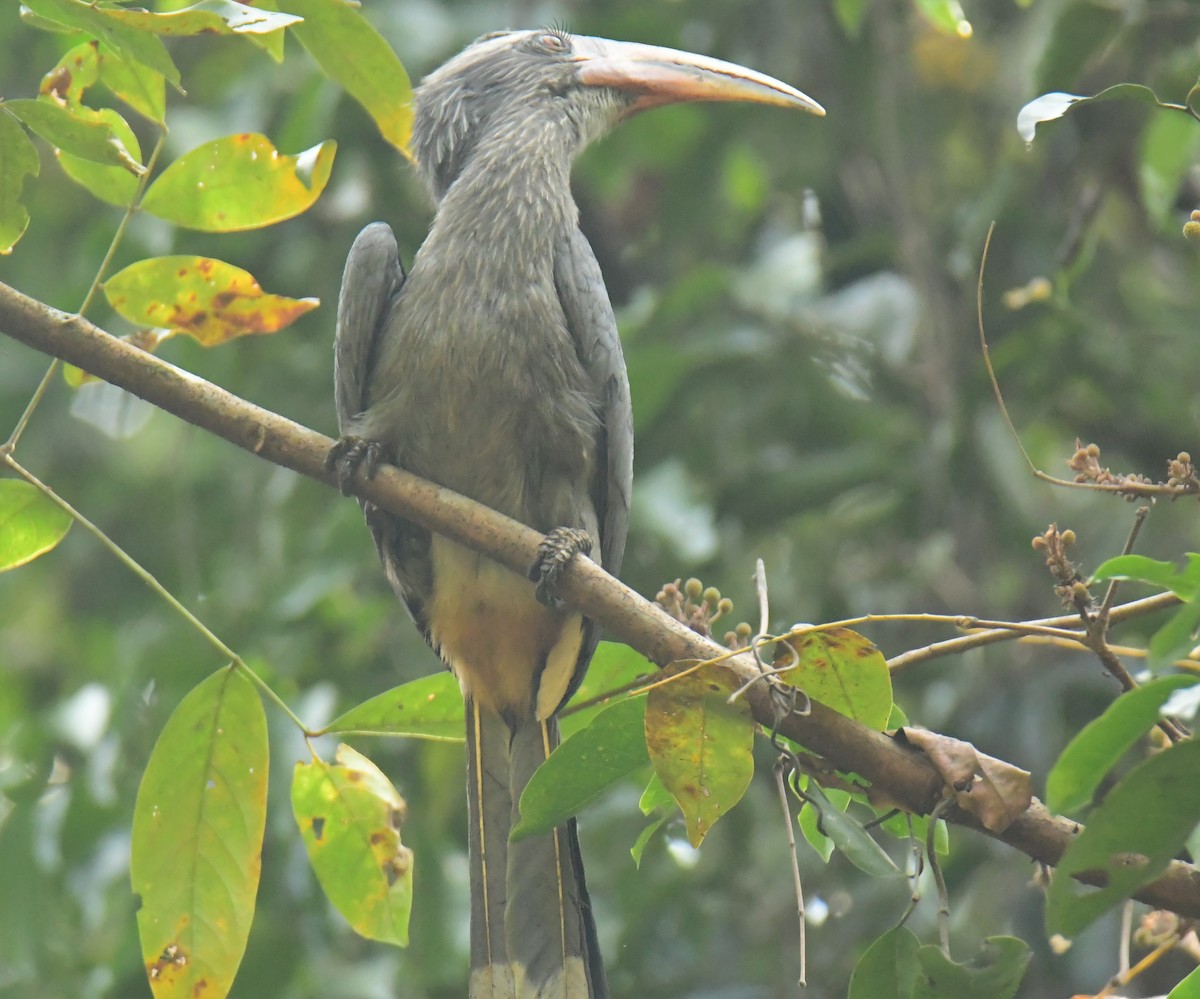 Malabar Gray Hornbill - ML551007081