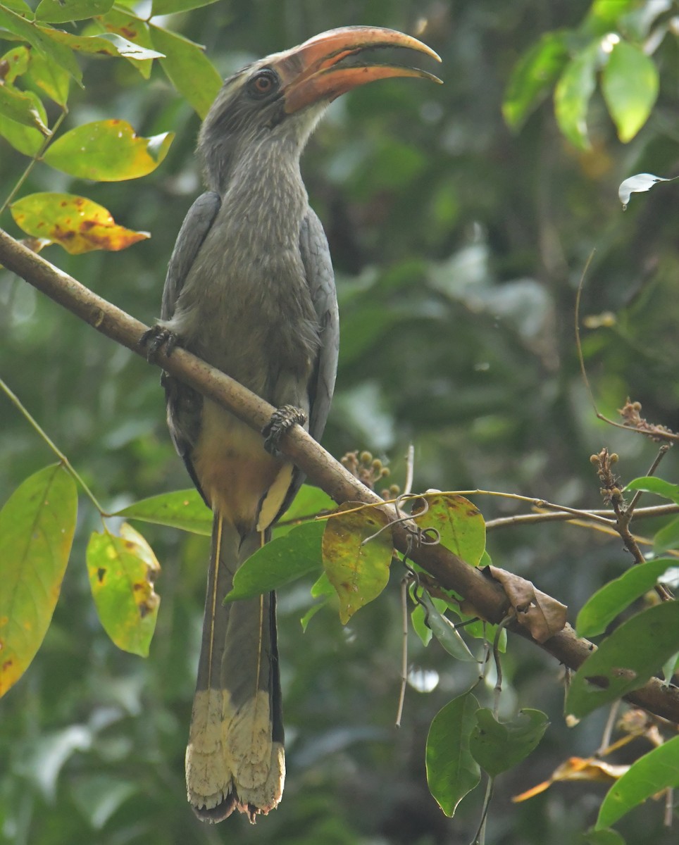 Cálao Gris Malabar - ML551007131