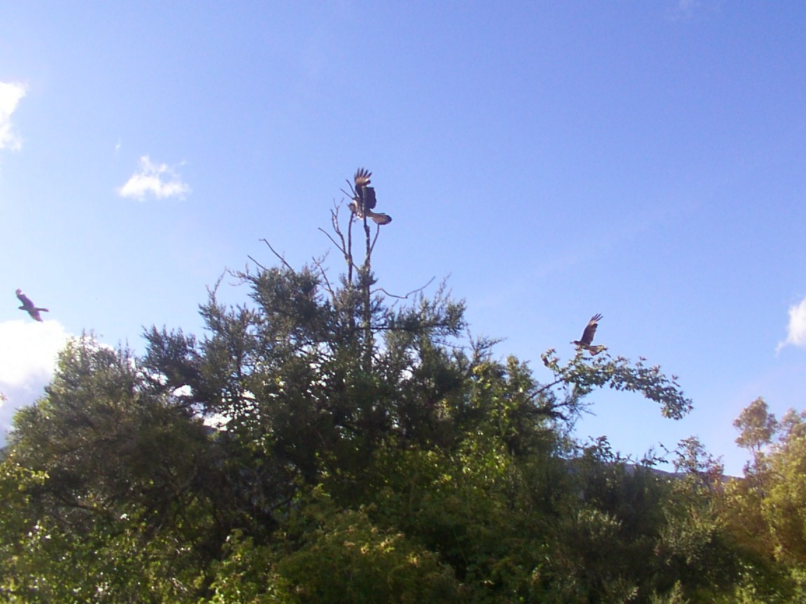 Crested Caracara - ML551008511