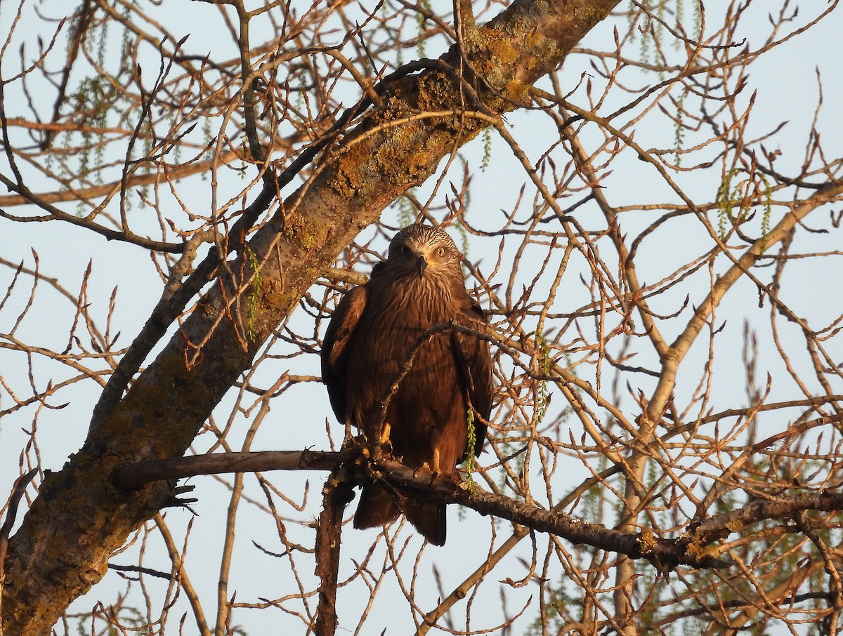 Black Kite - Alfonso Rodrigo