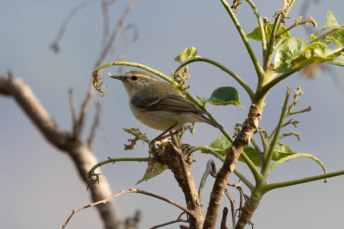 Hume's Warbler - ML551008941