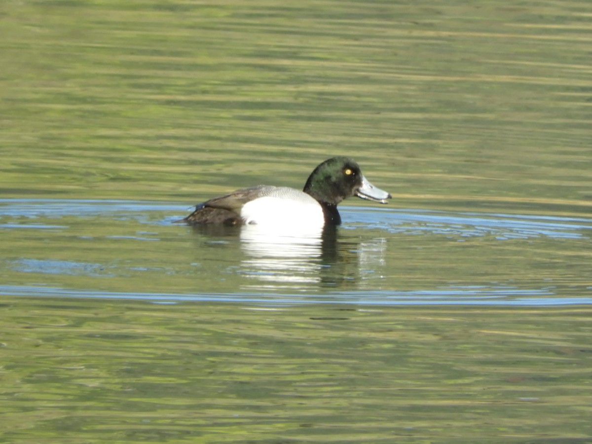 Greater Scaup - Julie Szabo