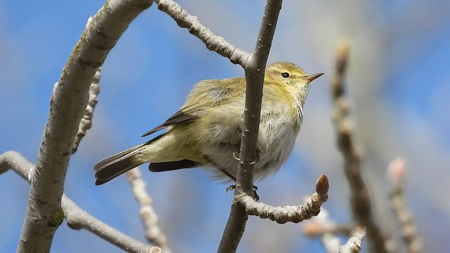 Iberian Chiffchaff - ML551009051