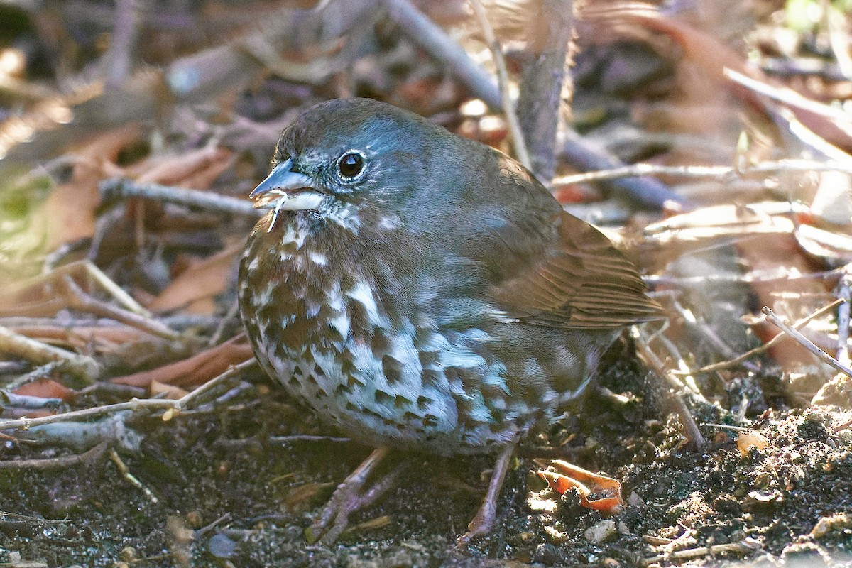 Fox Sparrow (Sooty) - ML551010061