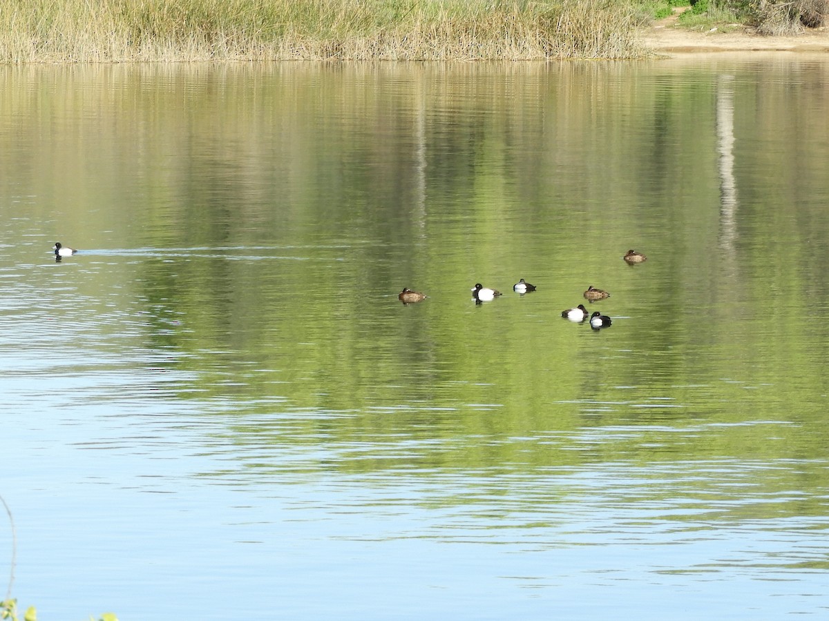 Greater Scaup - ML551010701