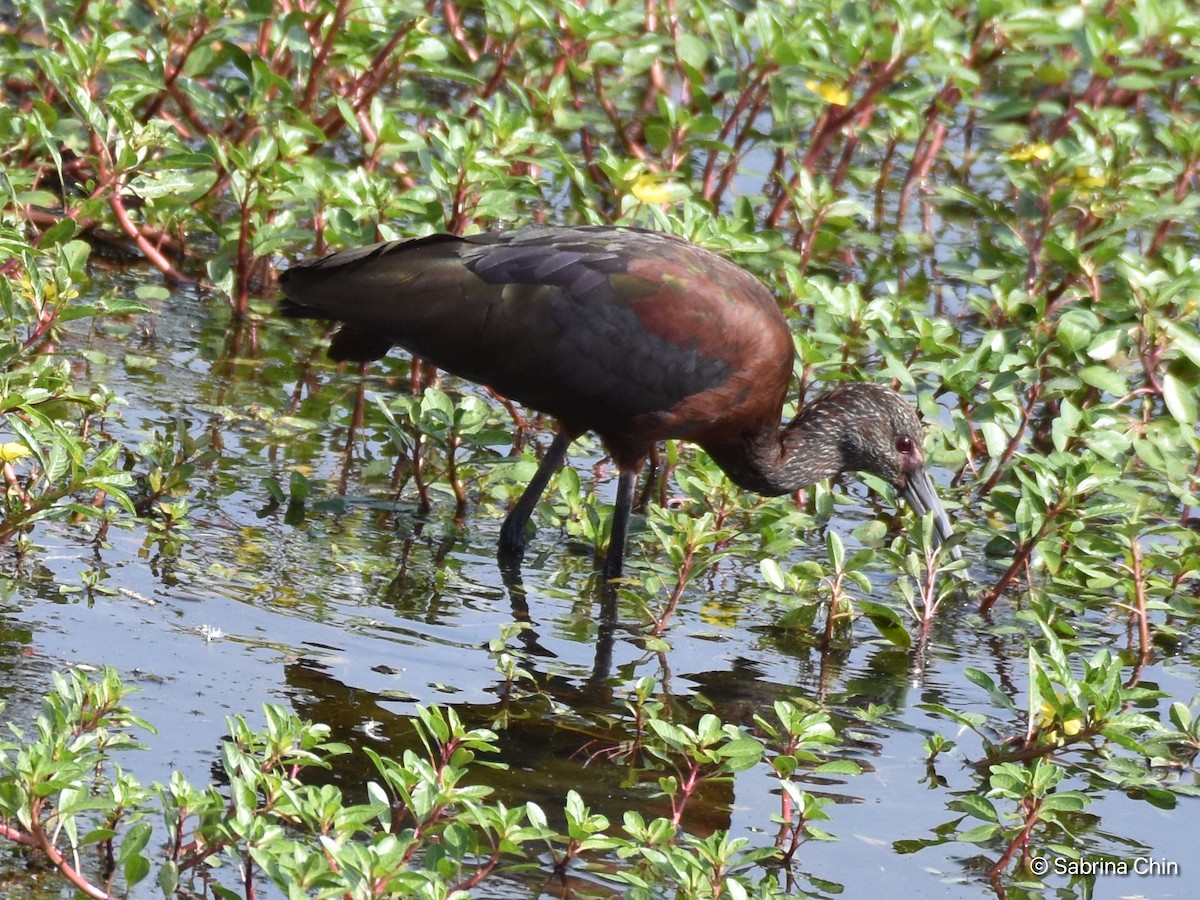 White-faced Ibis - Sabrina Chin