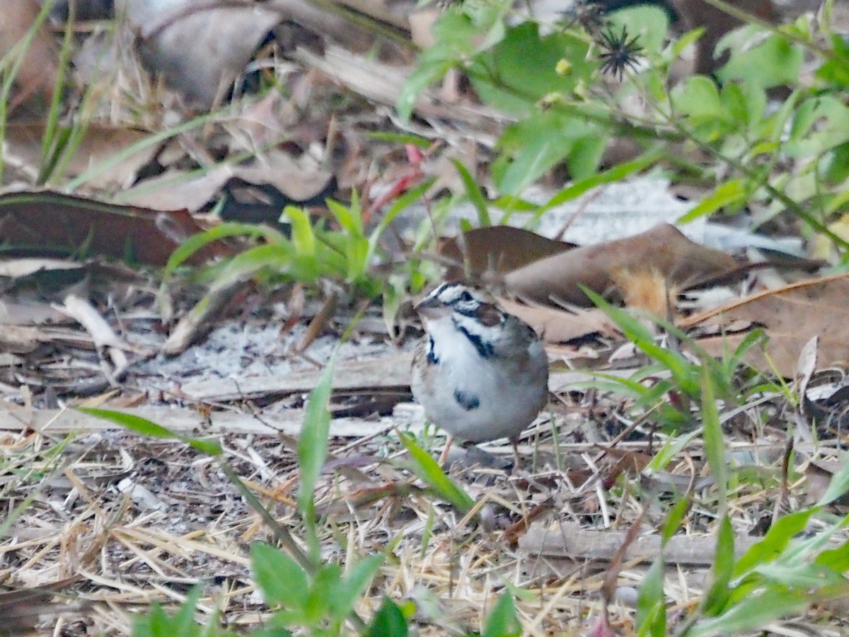 Lark Sparrow - ML551012301