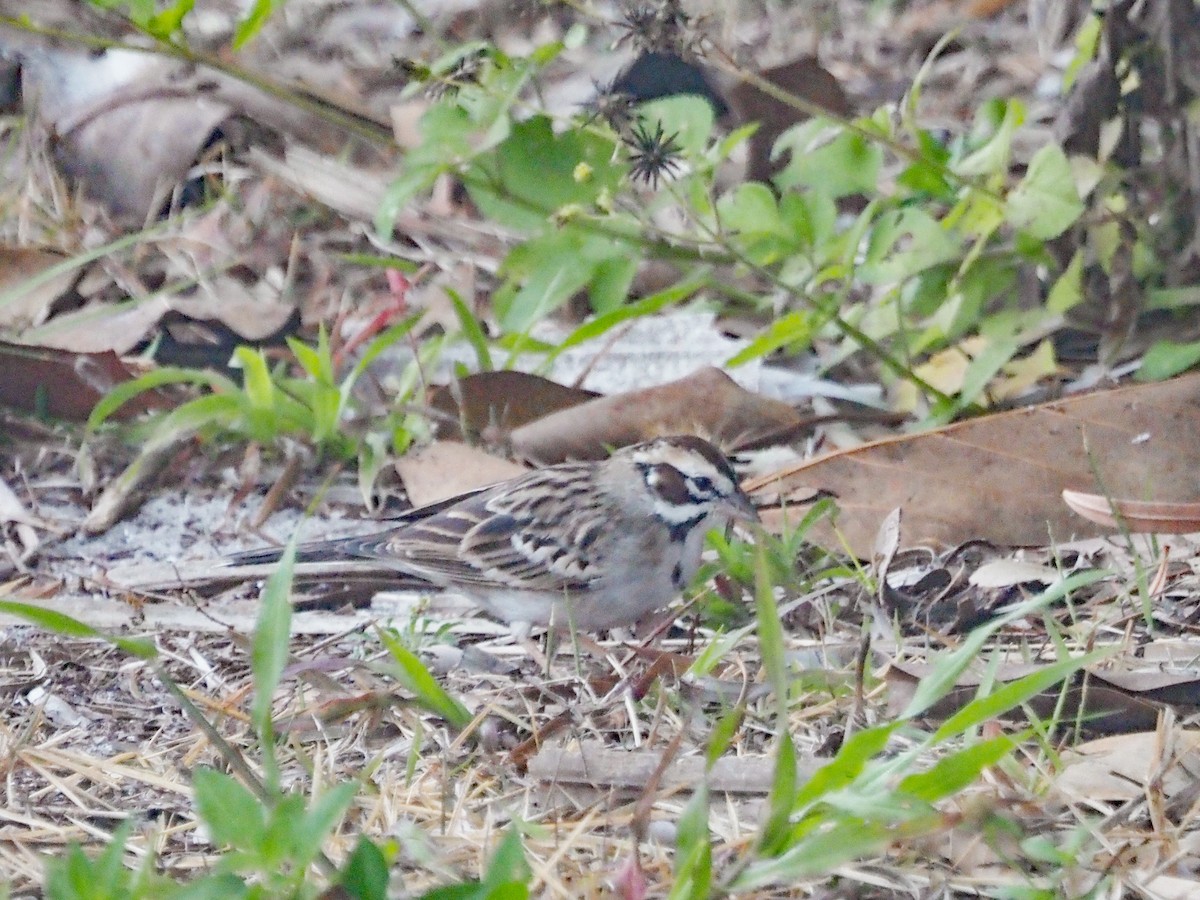 Lark Sparrow - ML551012311