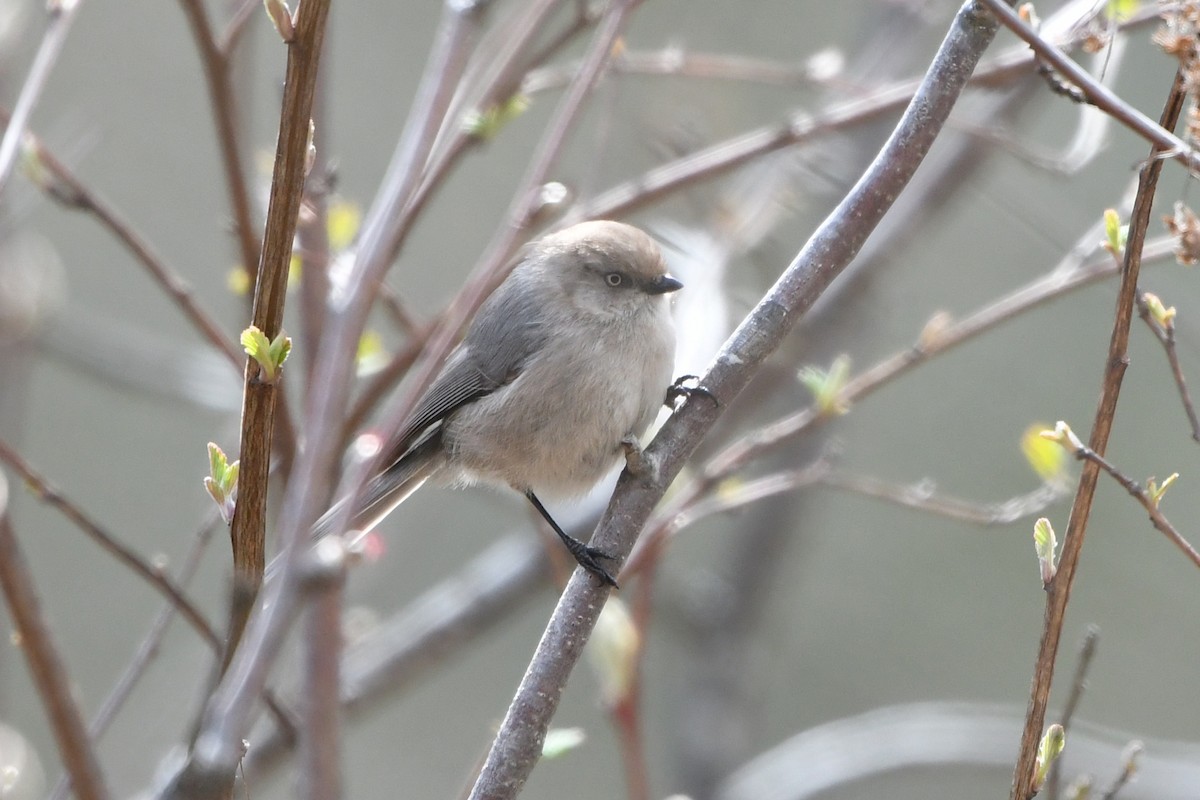 Bushtit (Pacific) - ML55101251