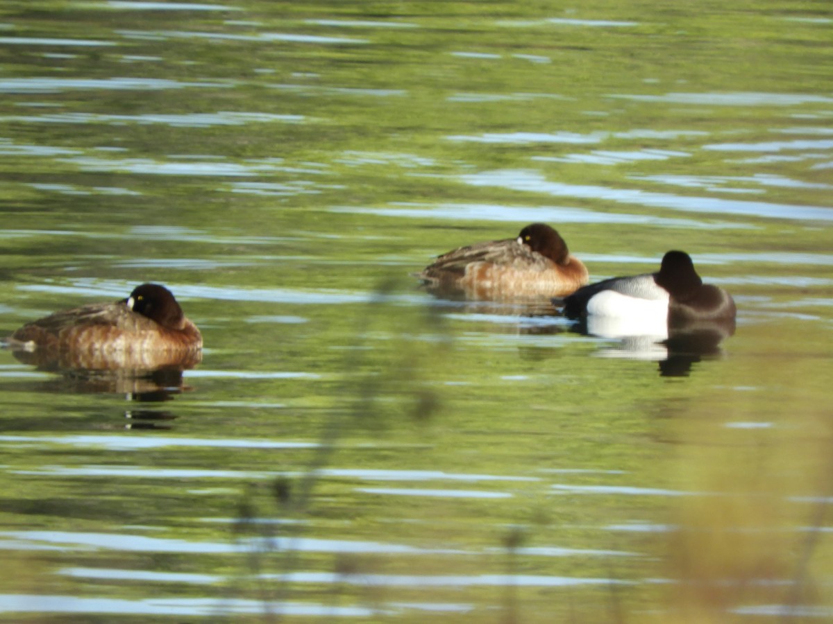 Greater Scaup - ML551012521