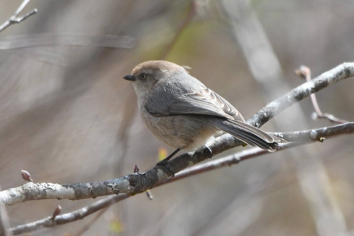 Bushtit (Pacific) - ML55101261