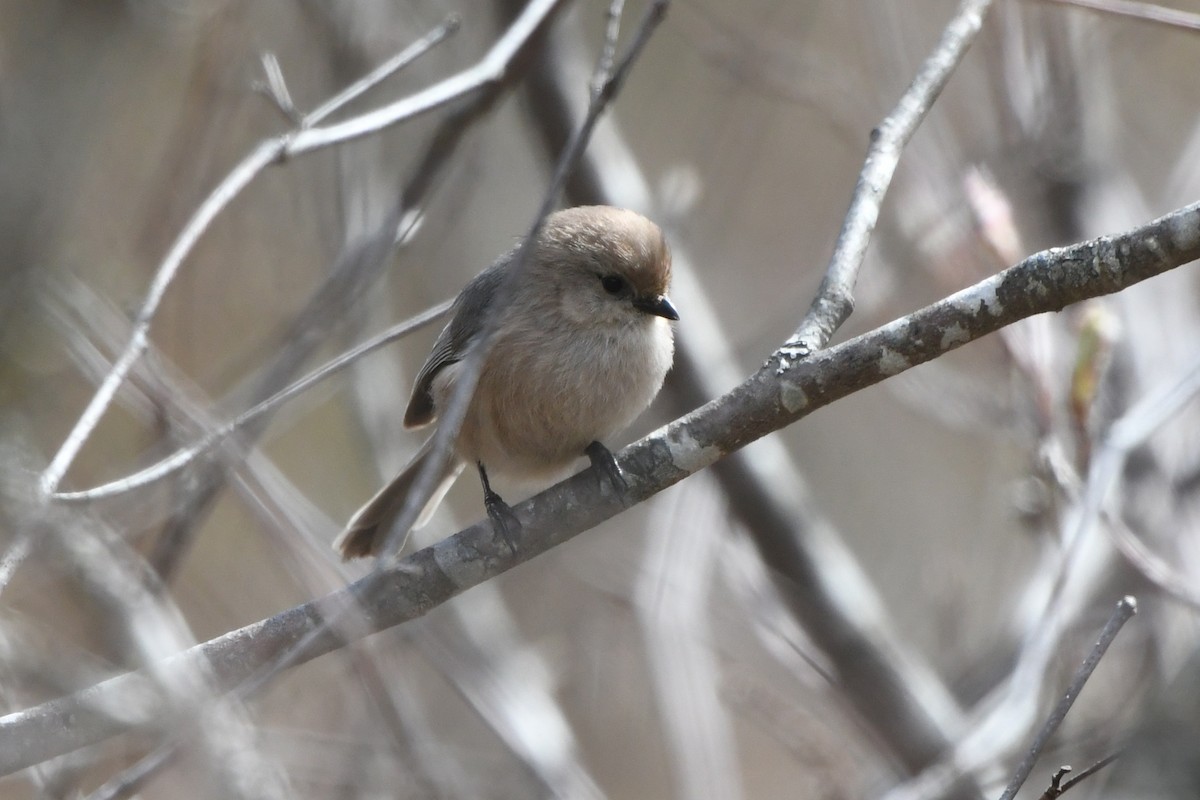 Bushtit (Pacific) - ML55101271