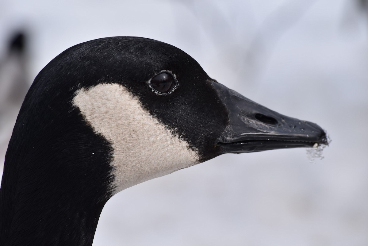 Canada Goose - ML551013811