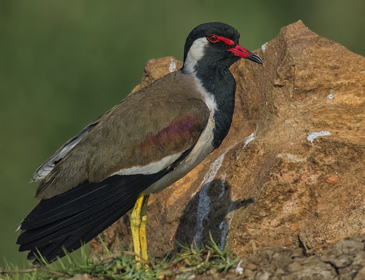 Red-wattled Lapwing - ML551013981