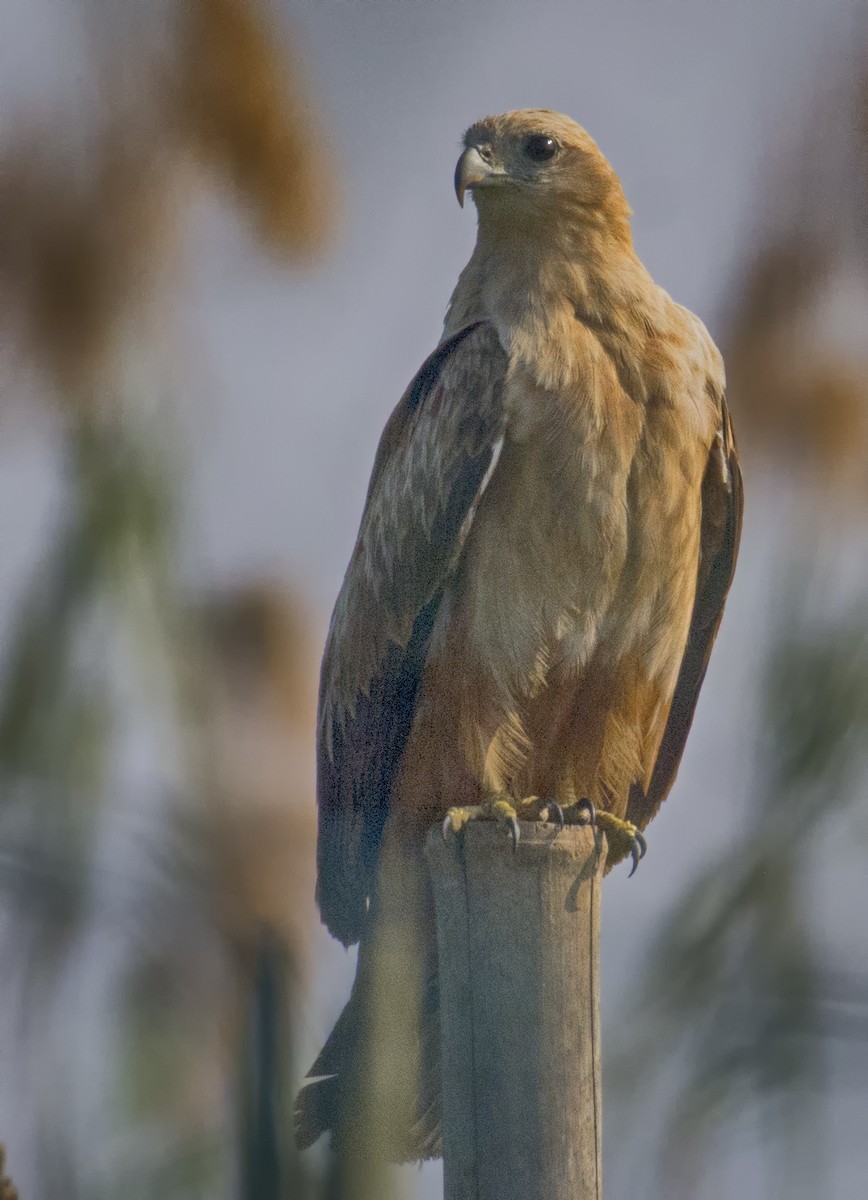 Brahminy Kite - SAPTARSHI MUKHERJEE