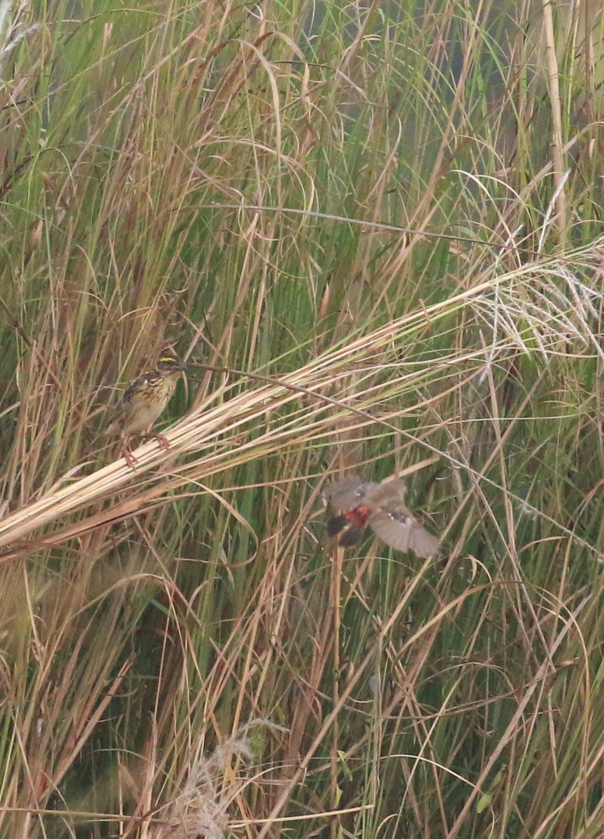 Streaked Weaver - shino jacob koottanad