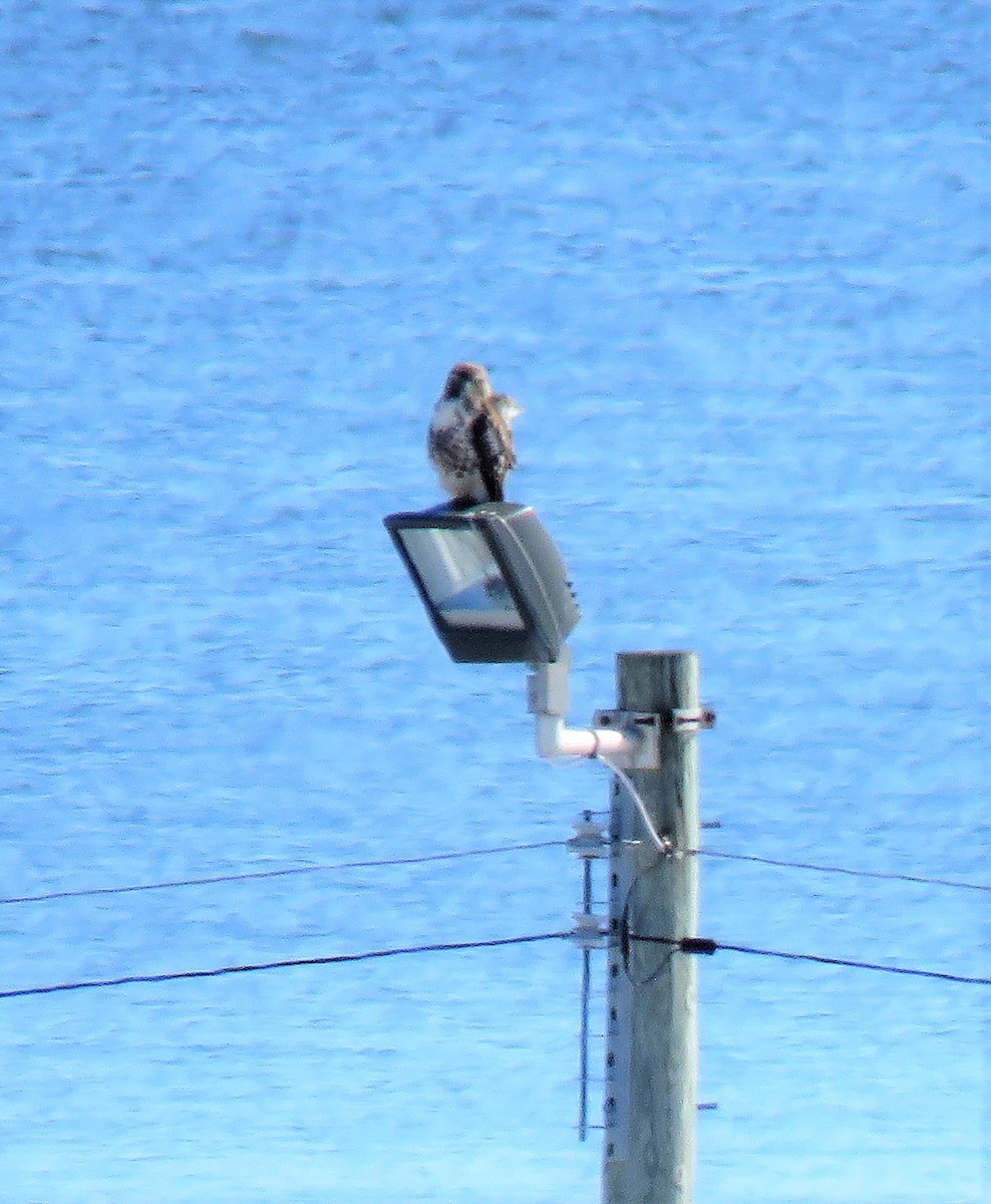 Red-tailed Hawk - Jean-Denis Poulin