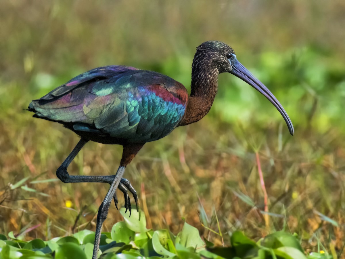 ibis hnědý - ML551014781