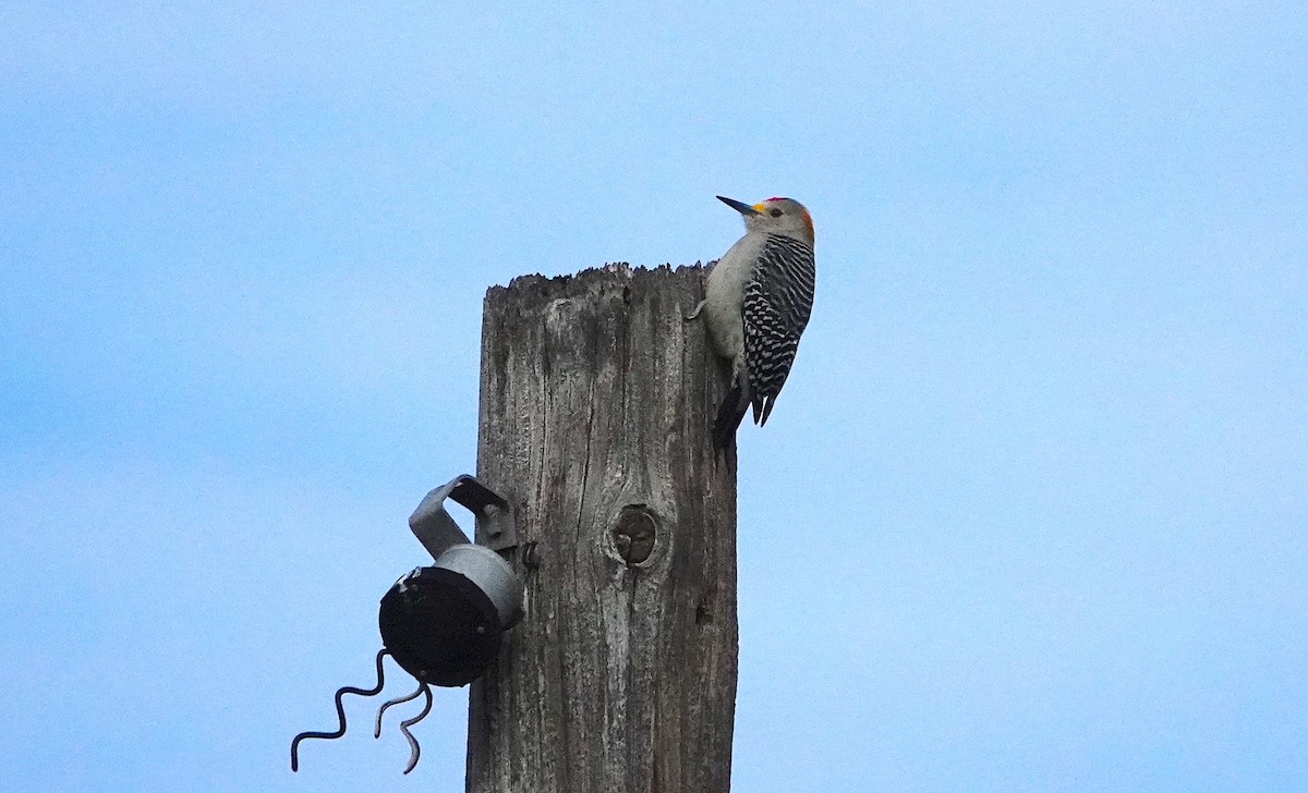 Golden-fronted Woodpecker - ML551014801