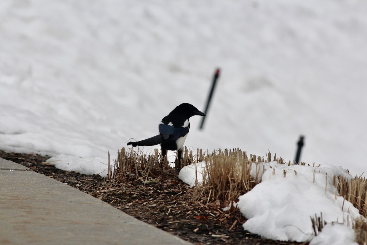 Black-billed Magpie - ML551015421