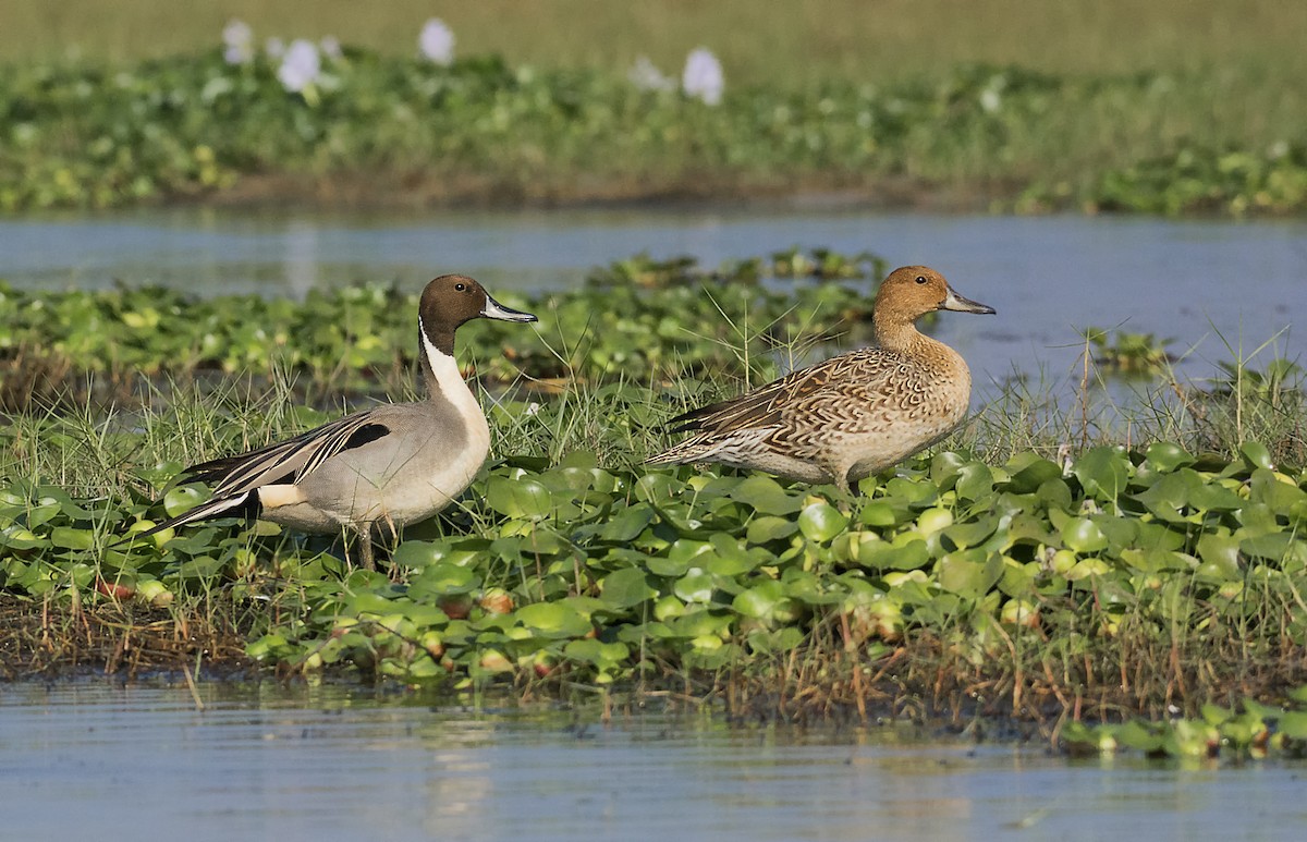 Northern Pintail - ML551015751