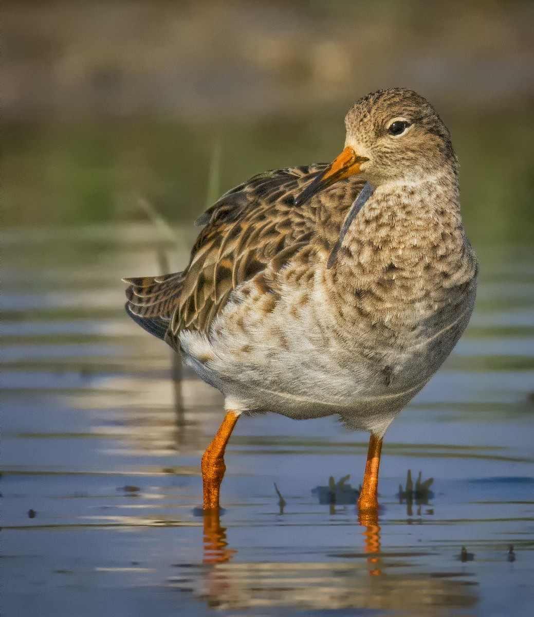 Ruff - SAPTARSHI MUKHERJEE