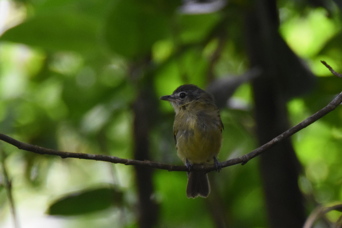 Yellow-olive Flatbill (Sooretama) - ML551015941