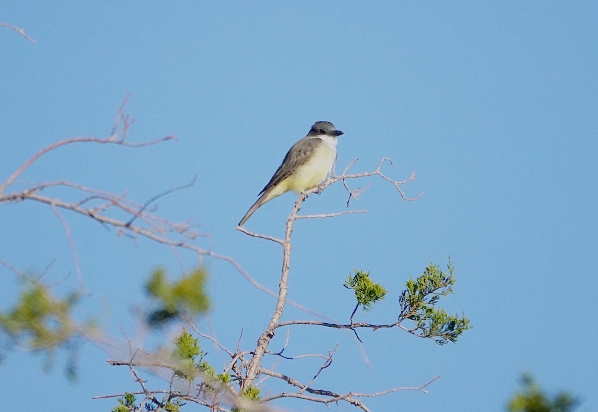 Thick-billed Kingbird - ML551016111